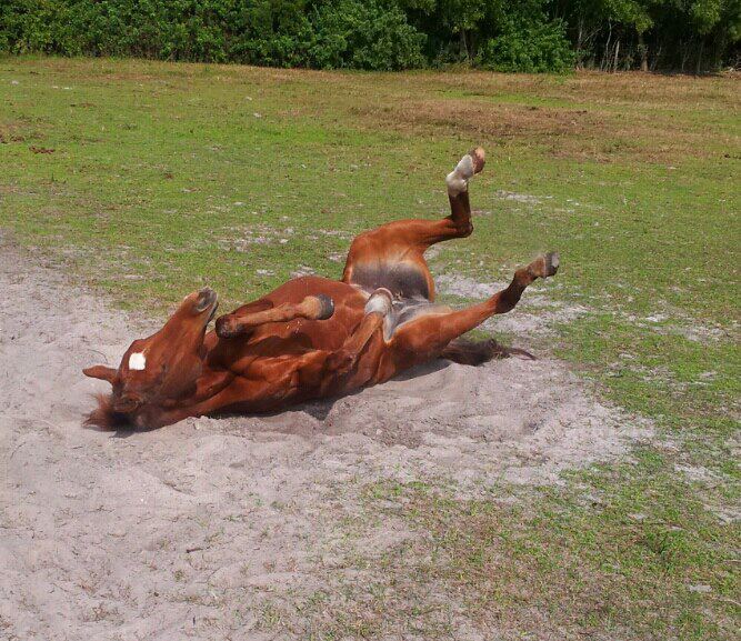 Horse playing in the field