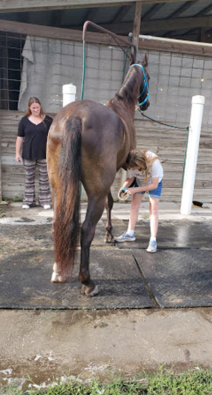 A horse eating